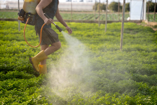 Best Affordable Pest Control Services  in Greenback, TN
