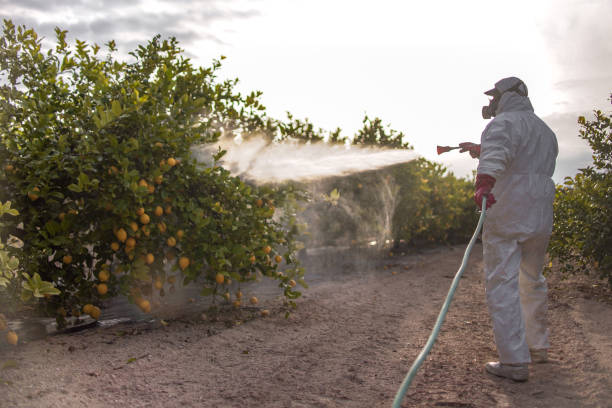 Professional Pest Control in Greenback, TN